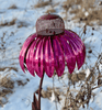 Coneflower Bird Feeder