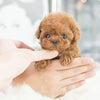 50% OFF🔥 I FluffyPup™ Realistic Robot Puppy