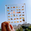 Acrylic Shell Display Box