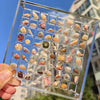 Acrylic Shell Display Box