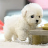 50% OFF🔥 I FluffyPup™ Realistic Robot Puppy