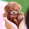 50% OFF🔥 I FluffyPup™ Realistic Robot Puppy